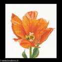 Thea Gouverneur, kit Orange Triumph tulip (G0523)