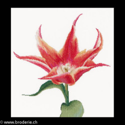 Thea Gouverneur, kit Red/Orange Lily flowering tulip (G0524)