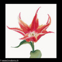 Thea Gouverneur, kit Red/Orange Lily flowering tulip (G0524)