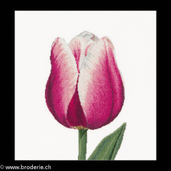 Thea Gouverneur, kit Red/White Triumph tulip (G0517)