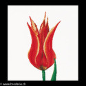 Thea Gouverneur, kit Red/Yellow Lily flowering tulip (G0515)