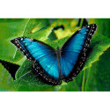 Wizardi, kit diamant Blue Morpho (WIWD055)