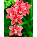 Wizardi, kit diamant Cimbidium (WIWD033)