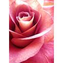 Wizardi, kit diamant Pink Rose (WIWD019)