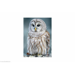 Wizardi, kit diamant Polar Owl (WIWD2381)