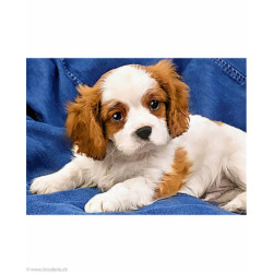 Wizardi, kit diamant Spaniel Puppy (WIWD2415)