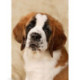 Wizardi, kit diamant St. Bernard Pup (WIWD2416)