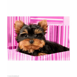 Wizardi, kit diamant Yorkshire Terrier in Pink Box (WIWD2418)