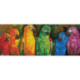 Diamond Dotz, kit diamant niveau 2 Rainbow Parrots (DD10025)