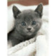 Wizardi, kit diamant Curius Kitten (WIWD3054)