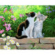 Collection d'Art, kit diamant Cat morning (CADE6048)