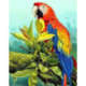 Collection d'Art, kit diamant Exotic Bird (CADE6059)