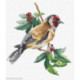 Luca-S, kit Goldfinch bird (LUCASB1197)