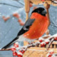 Wizardi, kit diamant Bullfinch (WIWD3044)