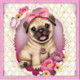 Artibalta, kit diamant Baby Pug (AM-4038)