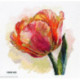 Merejka, kit Parrot Tulip (MEK-248)