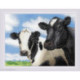 Riolis, kit Cows (RI2237)